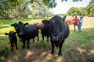 Cattle walk through a pasture after being fed by Maria Contreras, right, and her daughter, Lorena Jenkins, at their family farm in Blevins, Ark. on Sept. 7, 2023. Photo by Rory Doyle.